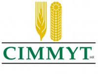 International Maize and Wheat Improvement Center logo